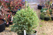 - Picea glauca 'Blue Planet' White Spruce - Mr Maple │ Buy Japanese Maple Trees