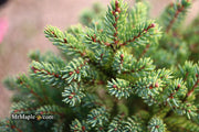 - Picea glauca 'Blue Planet' White Spruce - Mr Maple │ Buy Japanese Maple Trees