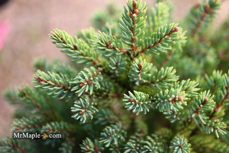 - Picea glauca 'Blue Planet' White Spruce - Mr Maple │ Buy Japanese Maple Trees