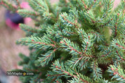 - Picea glauca 'Blue Planet' White Spruce - Mr Maple │ Buy Japanese Maple Trees