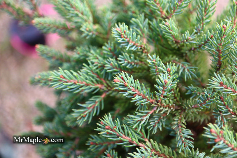 - Picea glauca 'Blue Planet' White Spruce - Mr Maple │ Buy Japanese Maple Trees