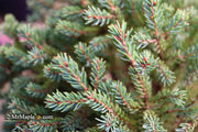 - Picea glauca 'Blue Planet' White Spruce - Mr Maple │ Buy Japanese Maple Trees