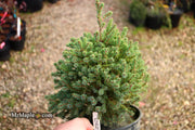 - Picea glauca 'Blue Planet' White Spruce - Mr Maple │ Buy Japanese Maple Trees