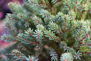 - Picea glauca 'Blue Planet' White Spruce - Mr Maple │ Buy Japanese Maple Trees