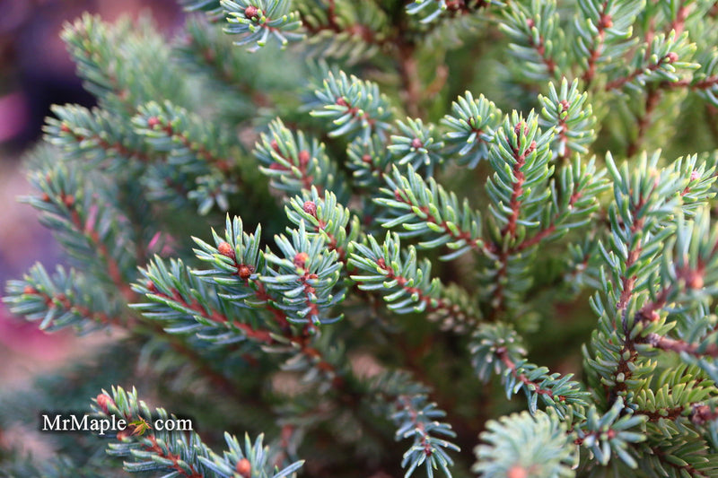 - Picea glauca 'Blue Planet' White Spruce - Mr Maple │ Buy Japanese Maple Trees