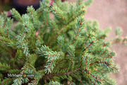 - Picea glauca 'Blue Planet' White Spruce - Mr Maple │ Buy Japanese Maple Trees