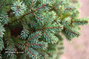 - Picea glauca 'Blue Planet' White Spruce - Mr Maple │ Buy Japanese Maple Trees
