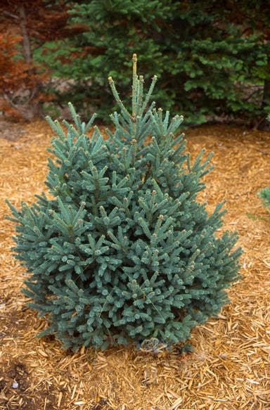 - Picea glauca 'Blue Tear Drop' White Spruce - Mr Maple │ Buy Japanese Maple Trees