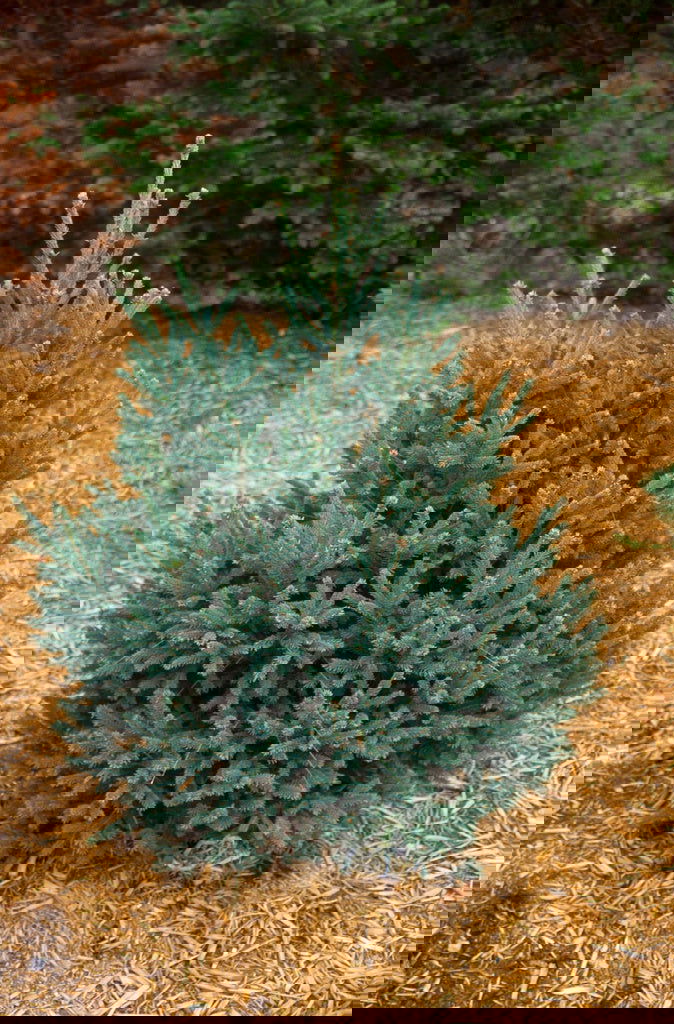 - Picea glauca 'Blue Tear Drop' White Spruce - Mr Maple │ Buy Japanese Maple Trees