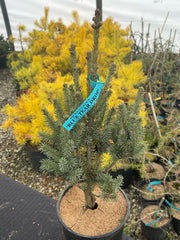 - Picea glauca 'Blue Tear Drop' White Spruce - Mr Maple │ Buy Japanese Maple Trees