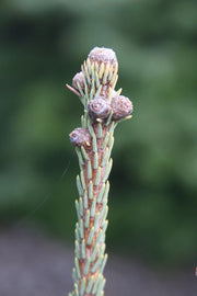 - Picea glauca 'Blue Tear Drop' White Spruce - Mr Maple │ Buy Japanese Maple Trees