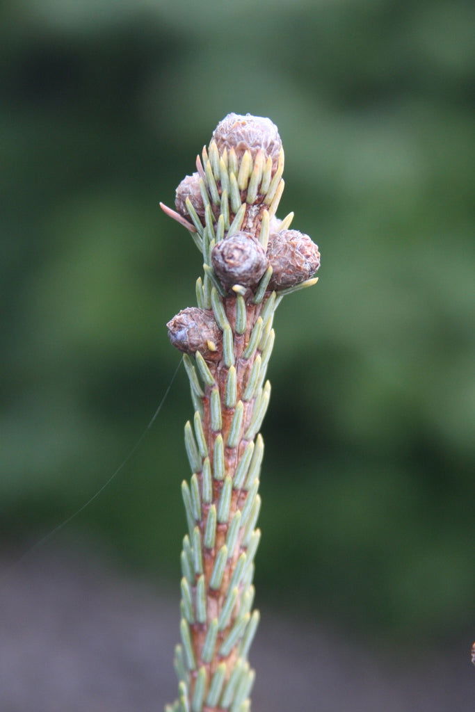 - Picea glauca 'Blue Tear Drop' White Spruce - Mr Maple │ Buy Japanese Maple Trees