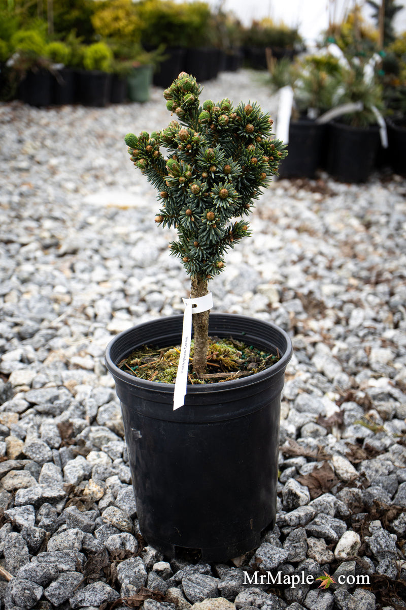 - Picea glauca 'Cecelia' White Spruce - Mr Maple │ Buy Japanese Maple Trees