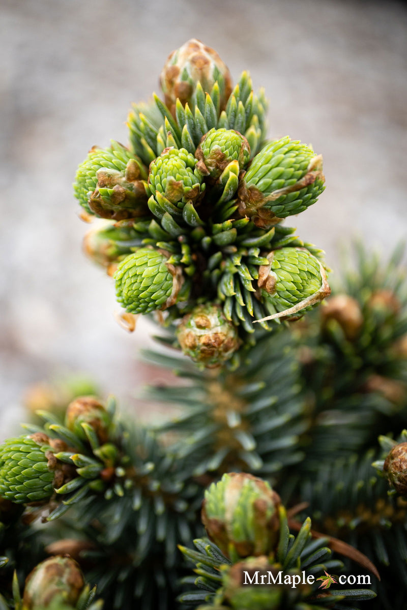 - Picea glauca 'Cecelia' White Spruce - Mr Maple │ Buy Japanese Maple Trees