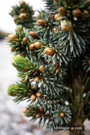 - Picea glauca 'Cecelia' White Spruce - Mr Maple │ Buy Japanese Maple Trees