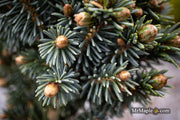 - Picea glauca 'Cecelia' White Spruce - Mr Maple │ Buy Japanese Maple Trees