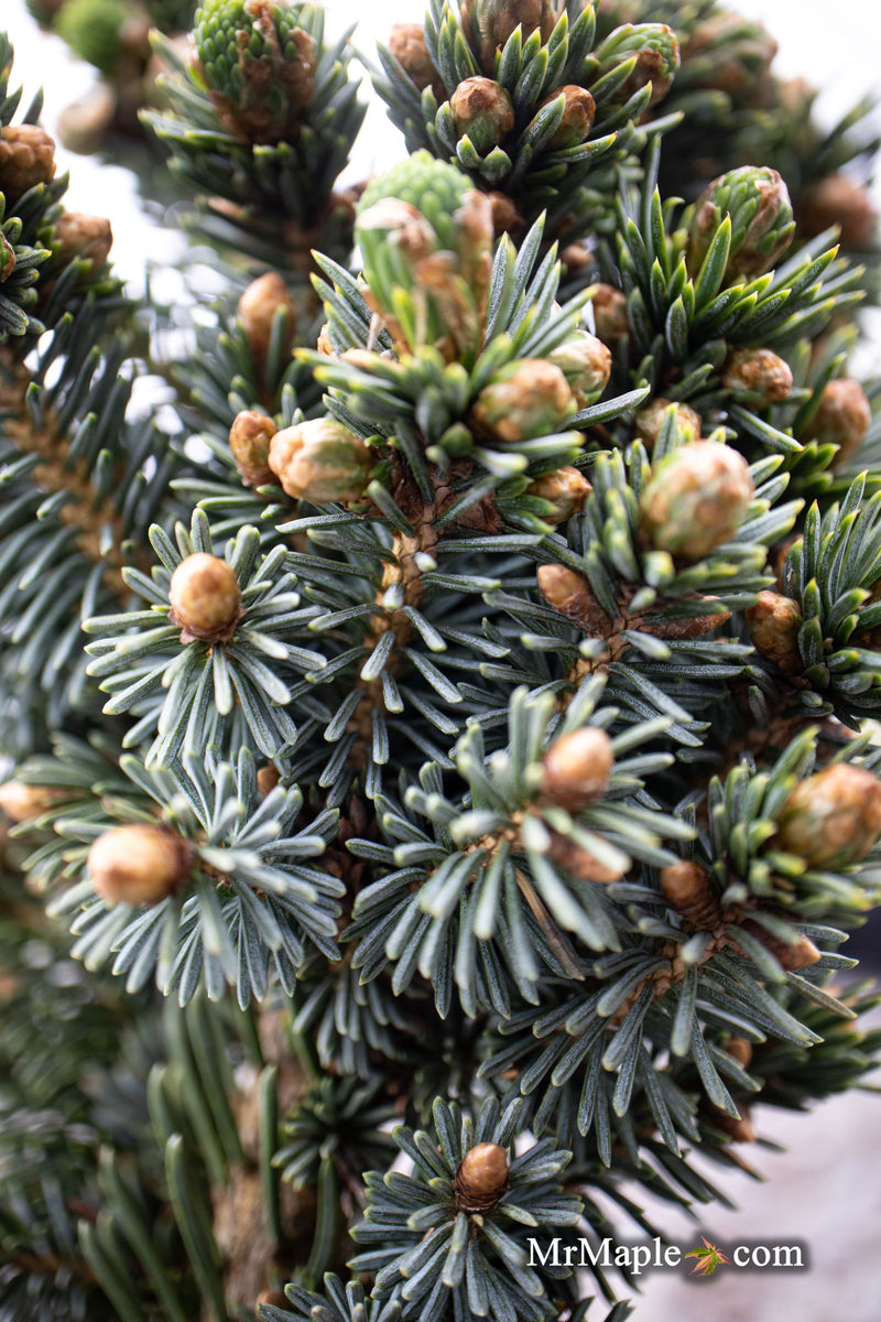 - Picea glauca 'Cecelia' White Spruce - Mr Maple │ Buy Japanese Maple Trees