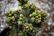 - Picea glauca 'Cecelia' White Spruce - Mr Maple │ Buy Japanese Maple Trees