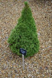- Picea glauca 'Daisy White' White Spruce - Mr Maple │ Buy Japanese Maple Trees