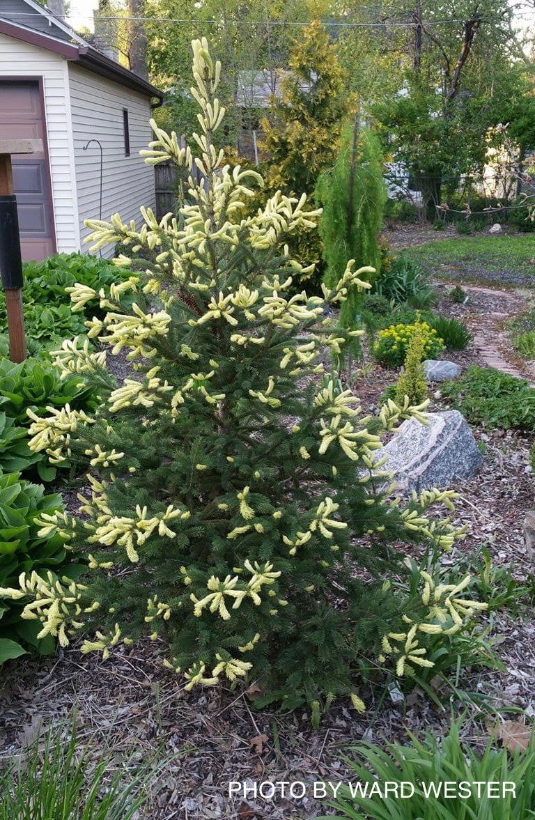 - Picea glauca 'Mac Gold' Mac Gold White Spruce - Mr Maple │ Buy Japanese Maple Trees