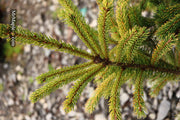 - Picea glauca 'Mac Gold' Mac Gold White Spruce - Mr Maple │ Buy Japanese Maple Trees