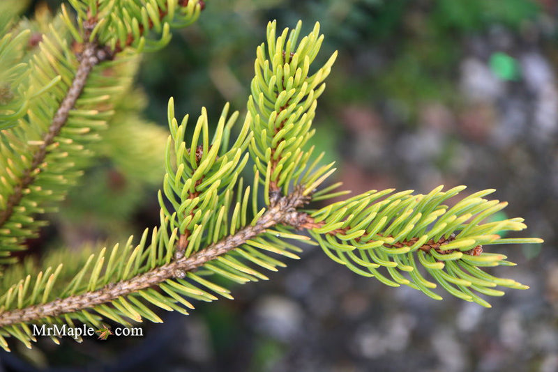 - Picea glauca 'Mac Gold' Mac Gold White Spruce - Mr Maple │ Buy Japanese Maple Trees