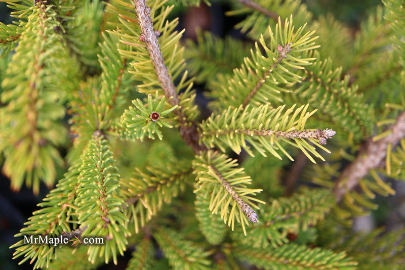 - Picea glauca 'Mac Gold' Mac Gold White Spruce - Mr Maple │ Buy Japanese Maple Trees