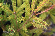 - Picea glauca 'Mac Gold' Mac Gold White Spruce - Mr Maple │ Buy Japanese Maple Trees