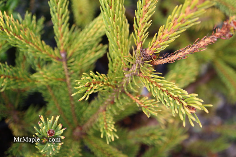 - Picea glauca 'Mac Gold' Mac Gold White Spruce - Mr Maple │ Buy Japanese Maple Trees