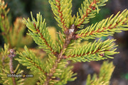 - Picea glauca 'Mac Gold' Mac Gold White Spruce - Mr Maple │ Buy Japanese Maple Trees