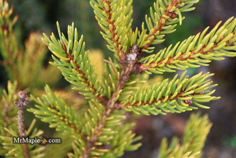 - Picea glauca 'Mac Gold' Mac Gold White Spruce - Mr Maple │ Buy Japanese Maple Trees