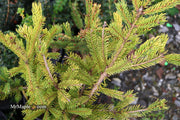 - Picea glauca 'Mac Gold' Mac Gold White Spruce - Mr Maple │ Buy Japanese Maple Trees