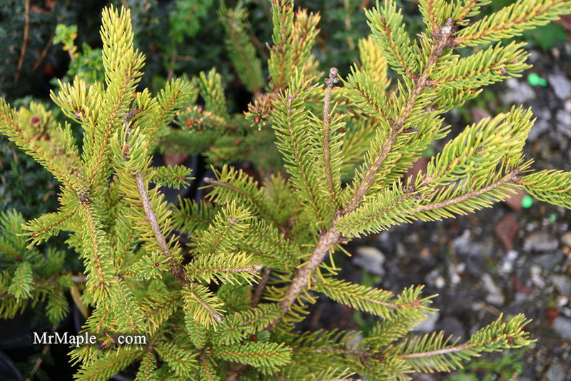 - Picea glauca 'Mac Gold' Mac Gold White Spruce - Mr Maple │ Buy Japanese Maple Trees