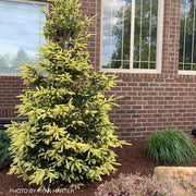 - Picea glauca 'Mac Gold' Mac Gold White Spruce - Mr Maple │ Buy Japanese Maple Trees