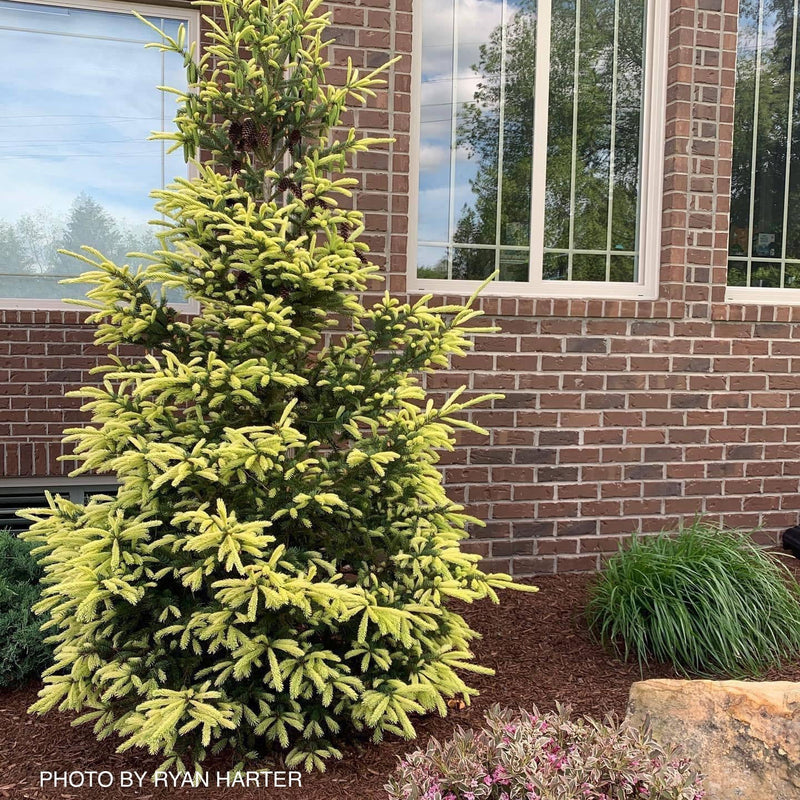 - Picea glauca 'Mac Gold' Mac Gold White Spruce - Mr Maple │ Buy Japanese Maple Trees