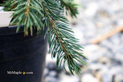 - Picea glauca ‘Pendula' Spruce - Mr Maple │ Buy Japanese Maple Trees