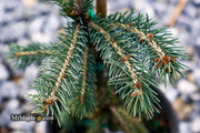 - Picea glauca ‘Pendula' Spruce - Mr Maple │ Buy Japanese Maple Trees