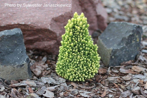 - Picea glauca 'Pixie Dust' Dwarf White Spruce - Mr Maple │ Buy Japanese Maple Trees