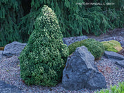- Picea glauca 'Pixie Dust' Dwarf White Spruce - Mr Maple │ Buy Japanese Maple Trees
