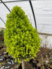 - Picea glauca 'Pixie Dust' Dwarf White Spruce - Mr Maple │ Buy Japanese Maple Trees