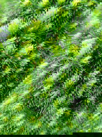 - Picea glauca 'Pixie Dust' Dwarf White Spruce - Mr Maple │ Buy Japanese Maple Trees