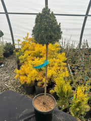 - Picea glauca 'Pixie Dust' Dwarf White Spruce - Mr Maple │ Buy Japanese Maple Trees