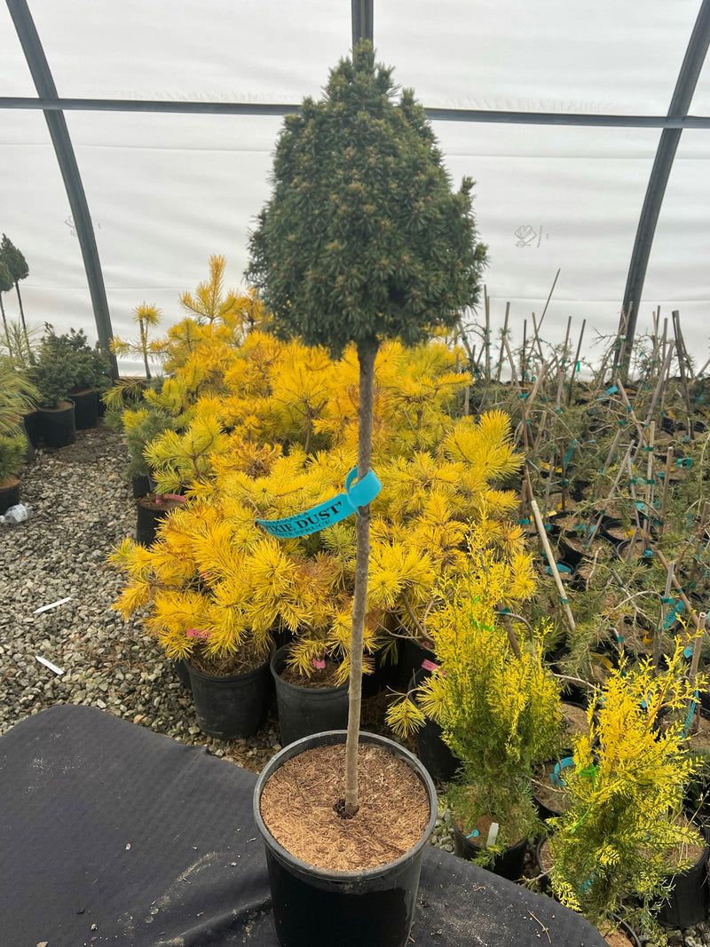 - Picea glauca 'Pixie Dust' Dwarf White Spruce - Mr Maple │ Buy Japanese Maple Trees