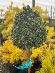 - Picea glauca 'Pixie Dust' Dwarf White Spruce - Mr Maple │ Buy Japanese Maple Trees