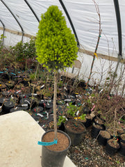 - Picea glauca 'Pixie Dust' Dwarf White Spruce - Mr Maple │ Buy Japanese Maple Trees