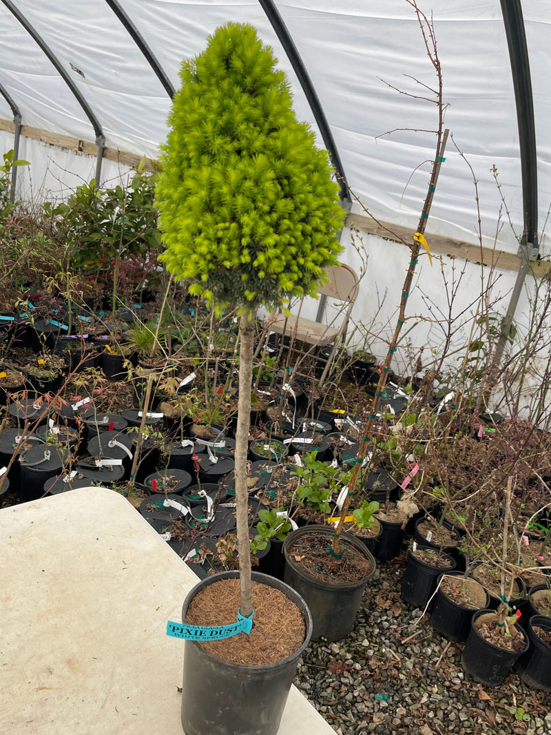 - Picea glauca 'Pixie Dust' Dwarf White Spruce - Mr Maple │ Buy Japanese Maple Trees