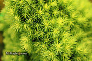 - Picea glauca 'Pixie Dust' Dwarf White Spruce - Mr Maple │ Buy Japanese Maple Trees