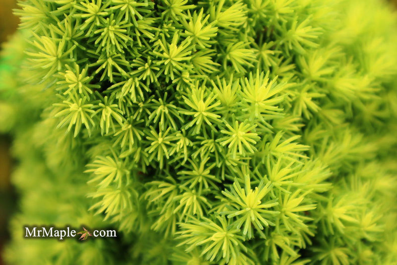 - Picea glauca 'Pixie Dust' Dwarf White Spruce - Mr Maple │ Buy Japanese Maple Trees