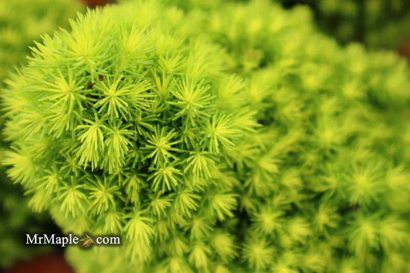 - Picea glauca 'Pixie Dust' Dwarf White Spruce - Mr Maple │ Buy Japanese Maple Trees
