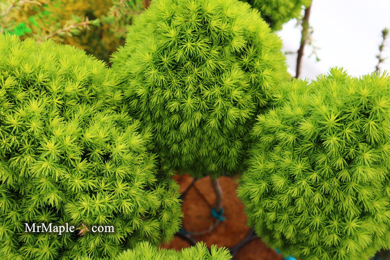 - Picea glauca 'Pixie Dust' Dwarf White Spruce - Mr Maple │ Buy Japanese Maple Trees